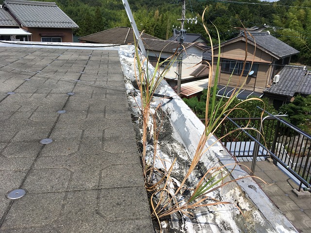 排水溝に雑草